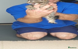 Bengal cats for sale: Bengal spotted,leopard kittens  - Image 8
