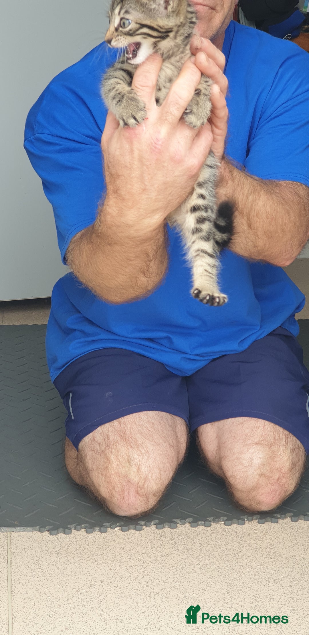 Bengal cats for sale: Bengal spotted,leopard kittens  - Image 8