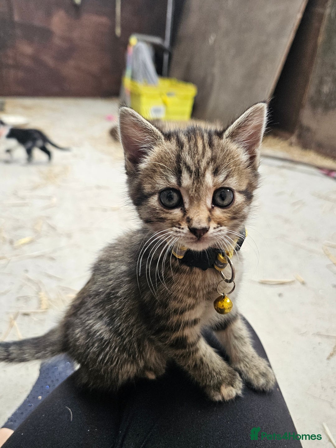 Mixed Breed cats for sale: Lovely friendly kittens for sale - Image 3