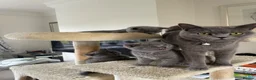British Shorthair cats for sale: Adorable & well socialised British Blue Kittens in Sittingbourne - Advert 7