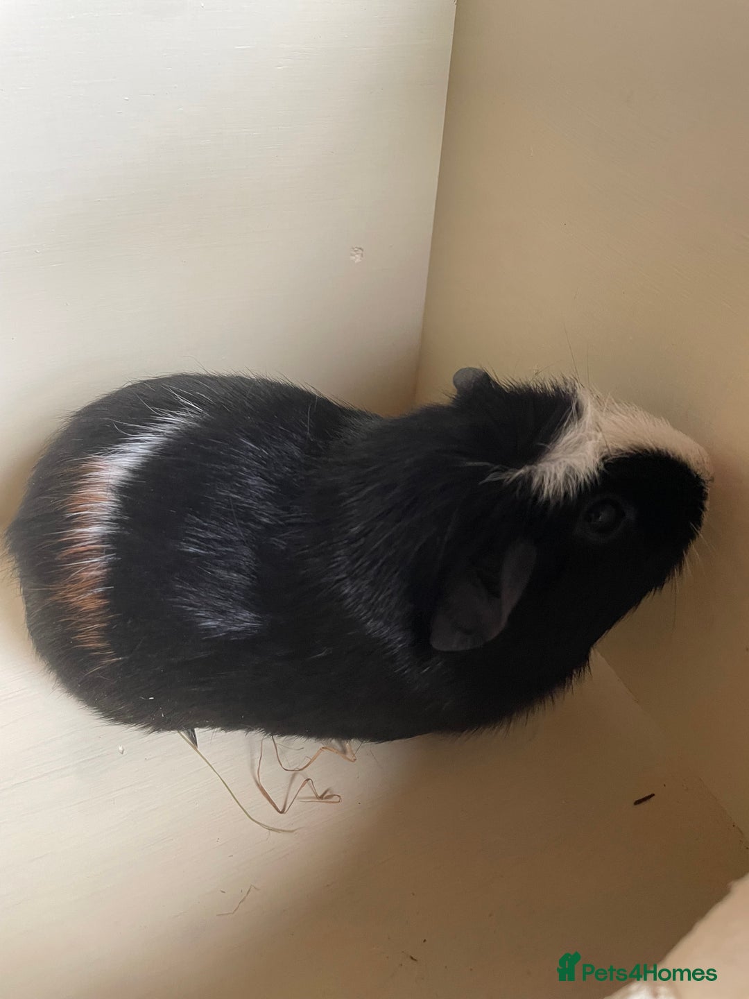 Guinea Pig rodents for sale: Baby Guinea Pigs.  - Advert 5