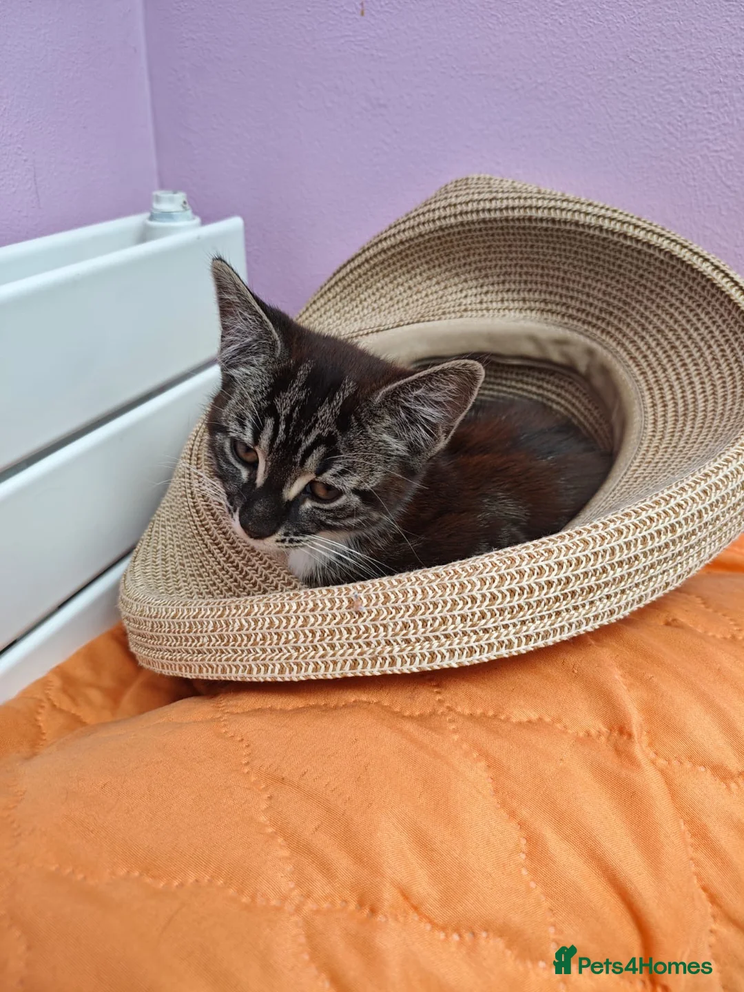 Mixed Breed cats for sale: Lovely girl looking for a new home in London - Advert 2