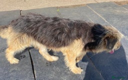 Mixed Breed dogs for adoption: Meet AIDA - a Superb big Girl, for a Loving Home - Image 5
