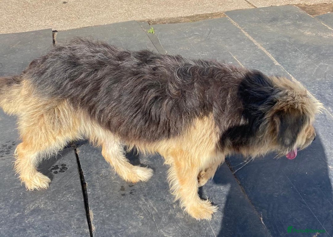 Mixed Breed dogs for adoption: Meet AIDA - a Superb big Girl, for a Loving Home - Image 5