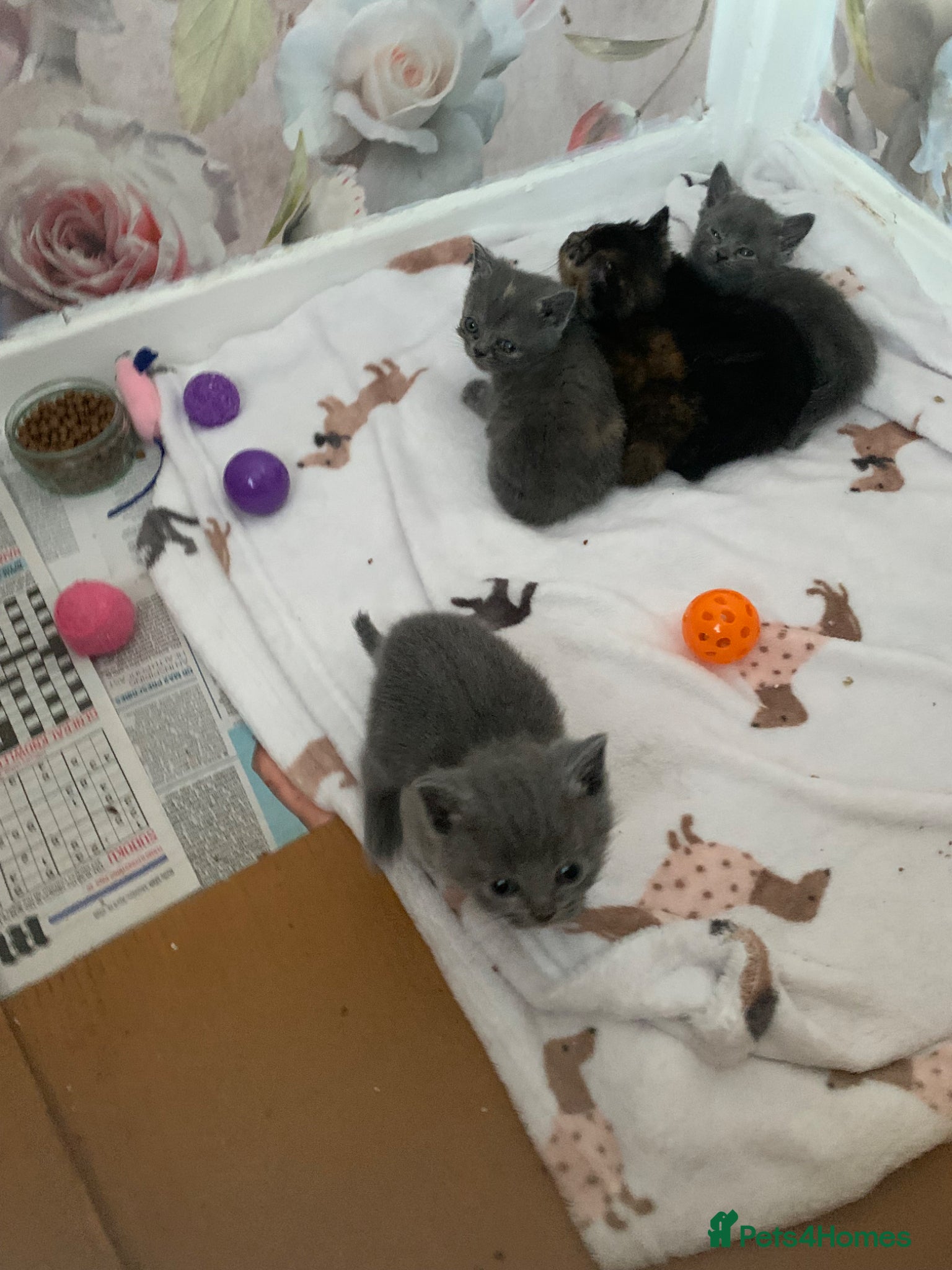 Exotic cats for sale: Beautiful litter of exotic x British shorthairs  - Advert 2