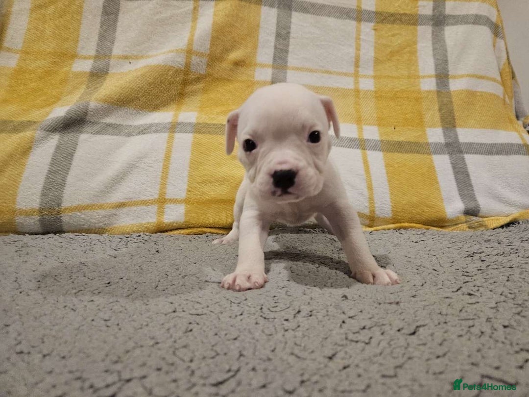 Mixed Breed dogs for sale: American bulldog x Staffy pups  - Image 1