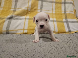 Mixed Breed dogs - Advert 1