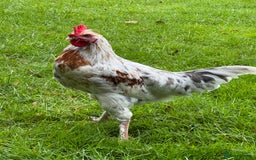 Chickens poultry for sale: Gorgeous half Brahma Cockerel  - Image 3
