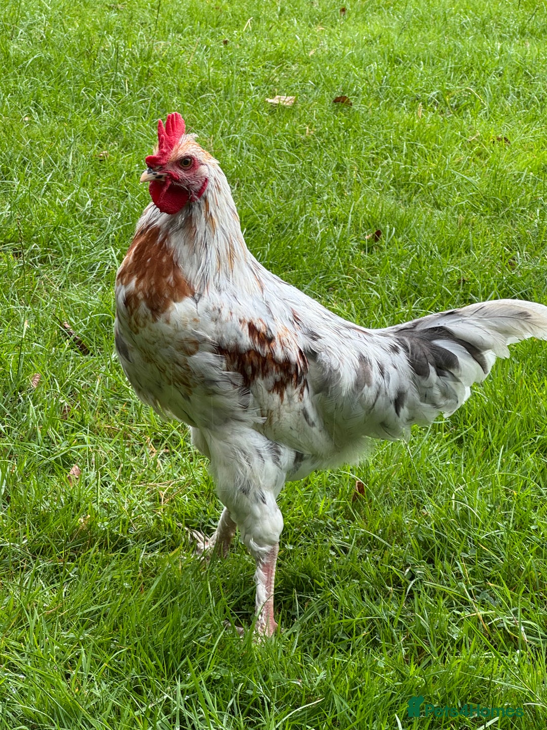 Chickens poultry for sale: Gorgeous half Brahma Cockerel  - Image 3