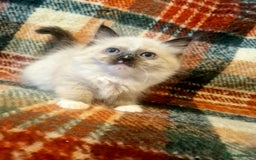 Ragdoll cats for sale: 🥰Fluffdoll Ragdoll Gorgeous Girls 🥰 - Image 4