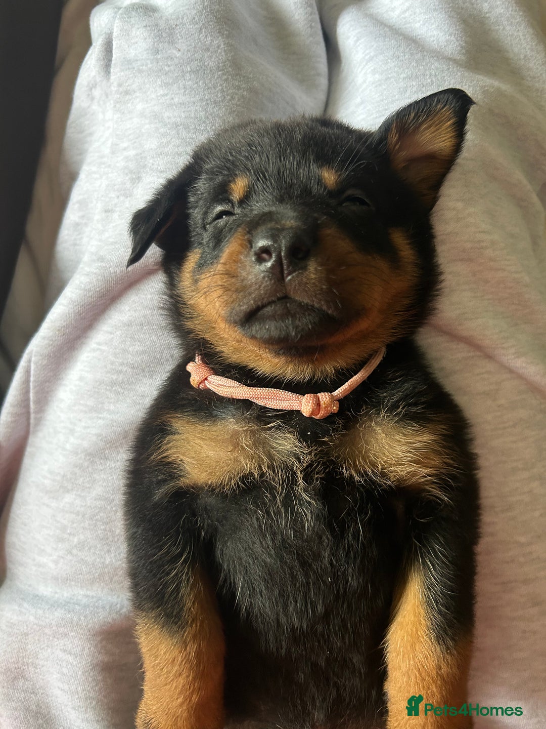 Rottweiler dogs for sale: Beautiful Rottweiler pups  - Image 7