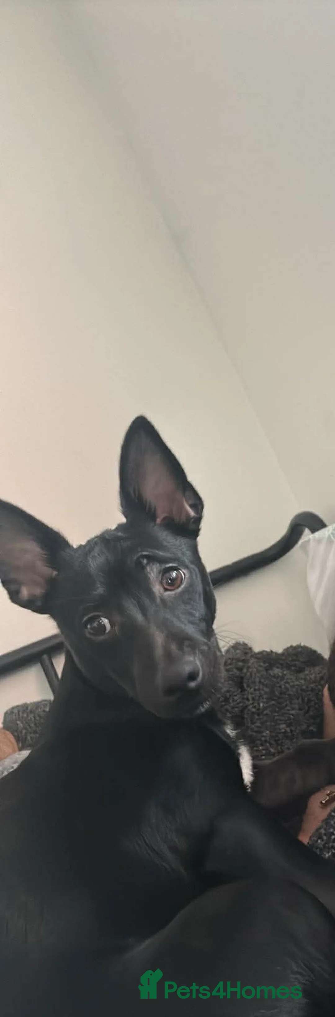 Jack Russell dogs for sale: Jack Russell 8 months old - Advert 2