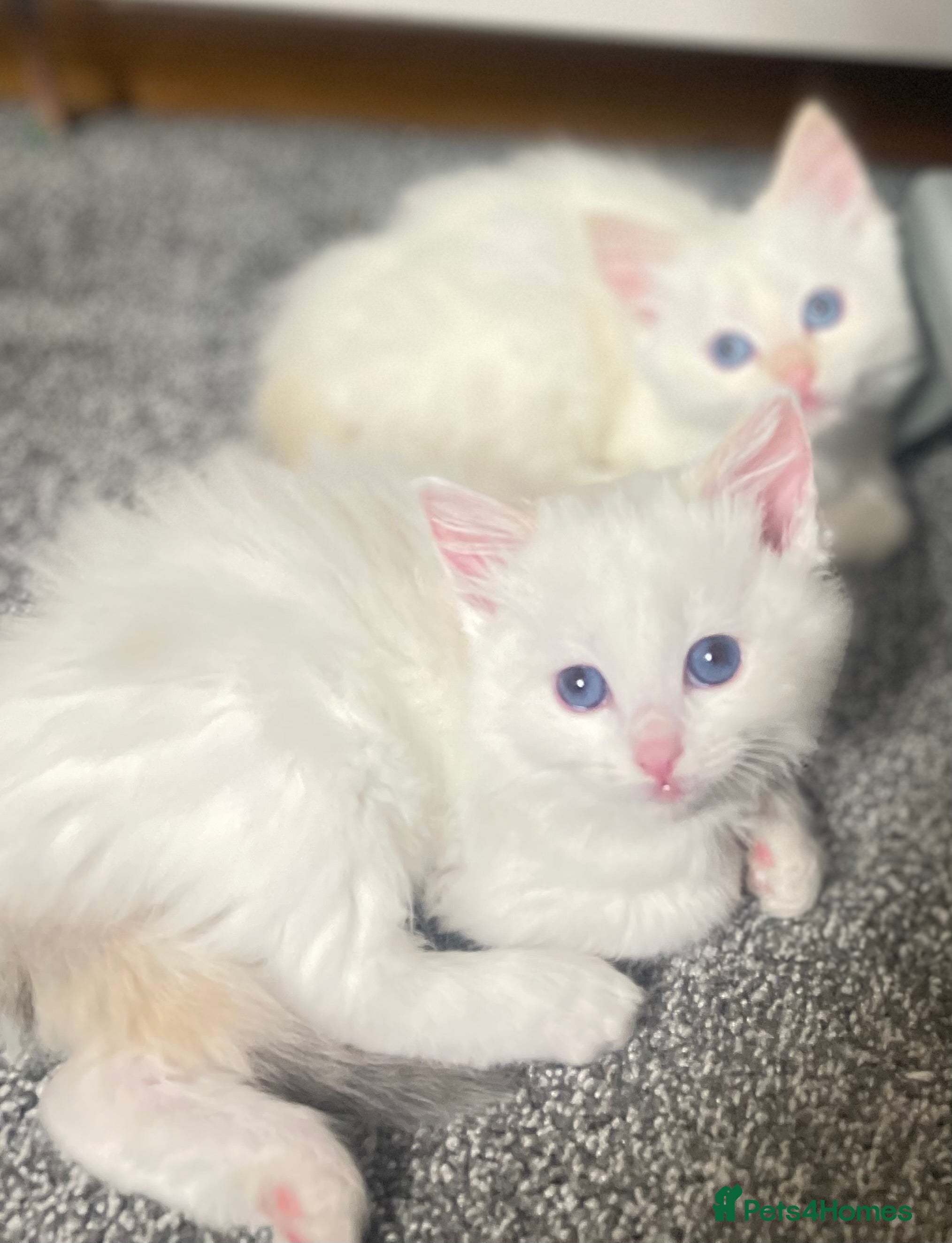 Ragdoll cats DoB:18/7/25& 14/11/25 Ragdoll Kittens Purebred - Advert 4