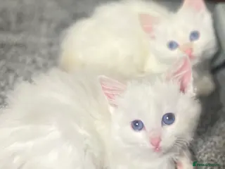 Ragdoll cats DoB:18/7/25& 14/11/25 Ragdoll Kittens Purebred - Advert 16