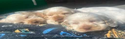 Cocker Spaniel dogs for sale: Orange Roan Show Type Cocker spaniel in Rochester - Advert 8
