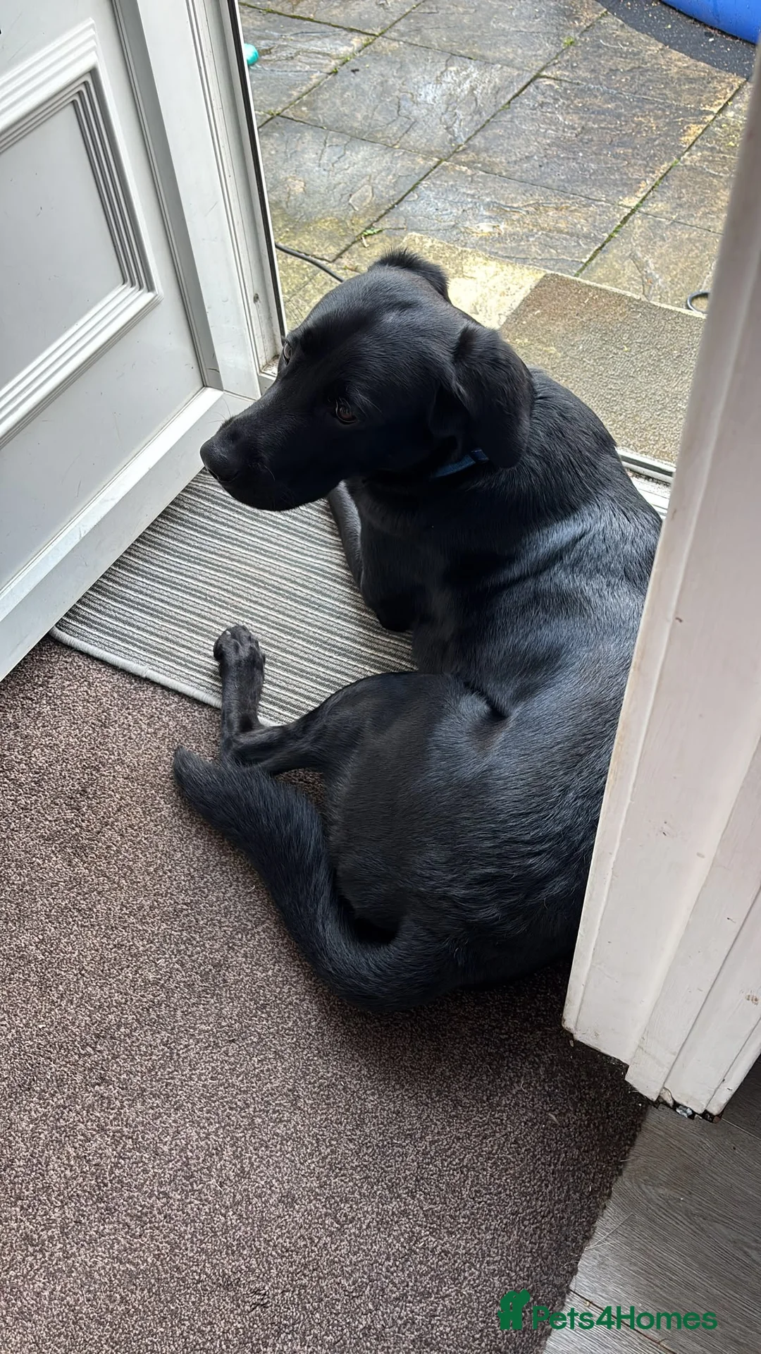 Labrador Retriever dogs for stud: Dog to stud in Cramlington - Advert 1
