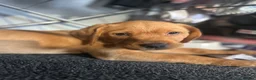Labrador Retriever dogs for sale: Top Quality Fox Red Labradors - Advert 3