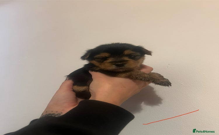 Mixed Breed dogs - Advert 2