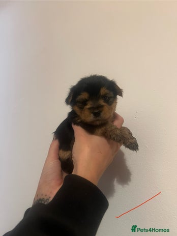 Mixed Breed dogs - Advert 1