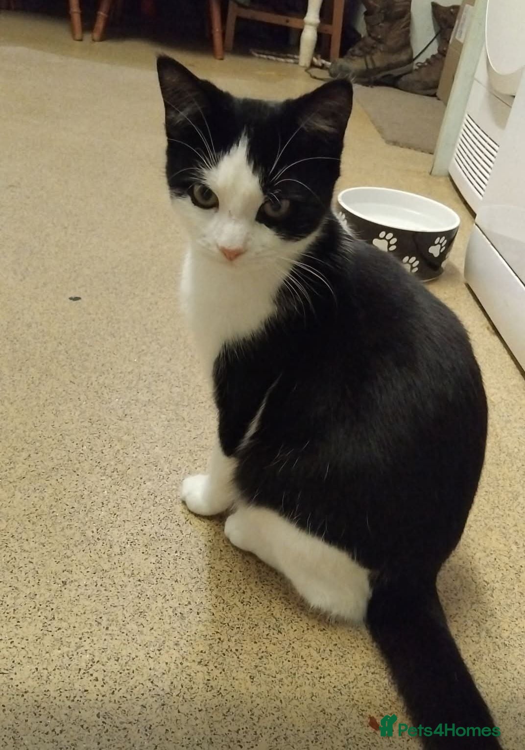 Domestic Shorthair cats 1 Black Female kitten and 1 Male Tabby Kitten - Advert 6
