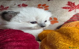 Ragdoll cats for sale: 🏆 gccf ragdoll grand champion kittens 🏆 - Image 15