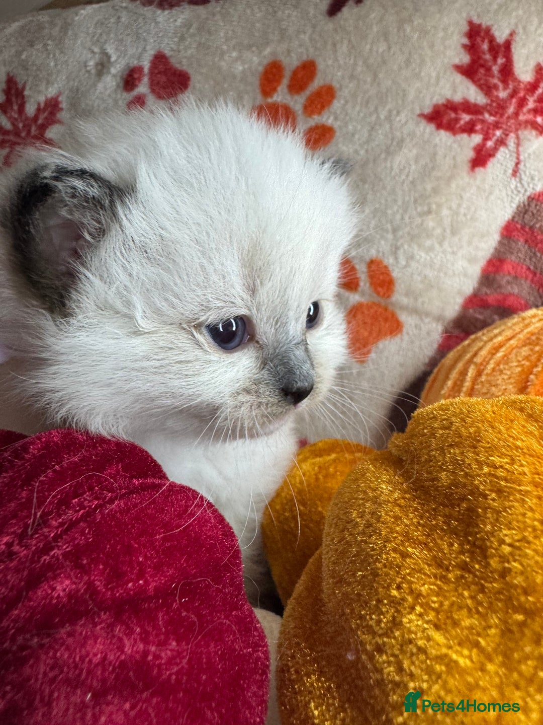 Ragdoll cats for sale: 🏆 gccf ragdoll grand champion kittens 🏆 - Image 15