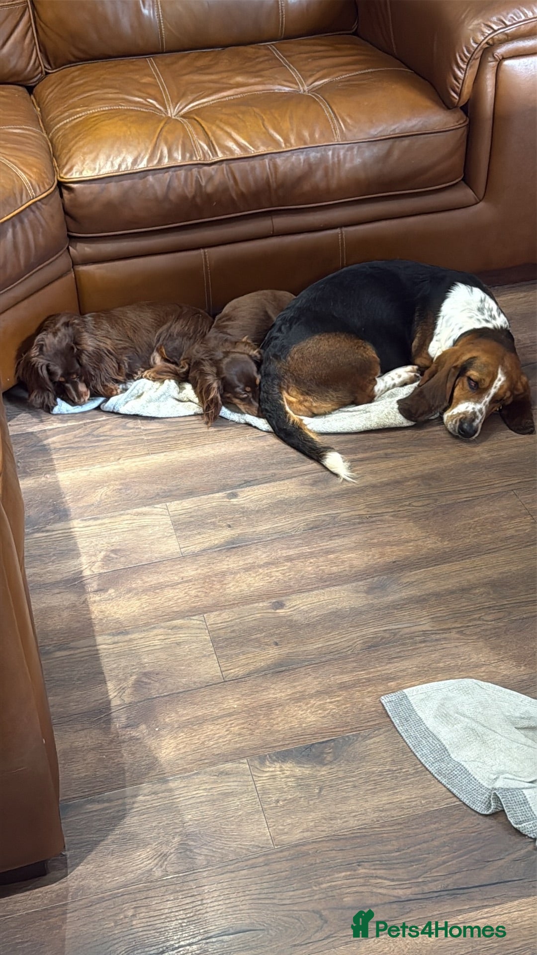 Mixed Breed dogs 🐾 Mini Bassets 🐾 - Advert 2