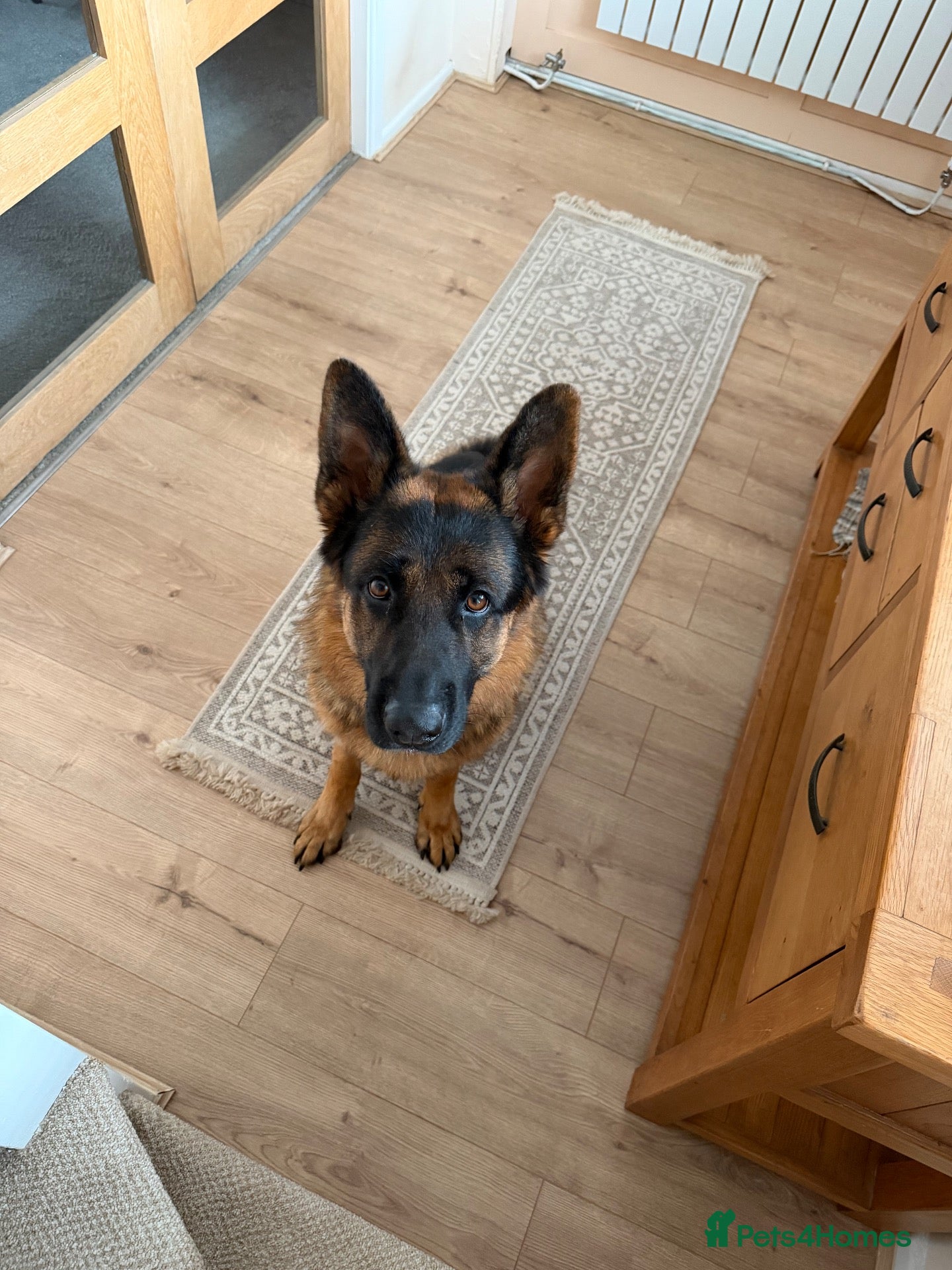 German Shepherd dogs Bowie - Advert 2