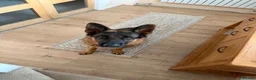 German Shepherd dogs for sale: Bowie in Birmingham - Advert 1
