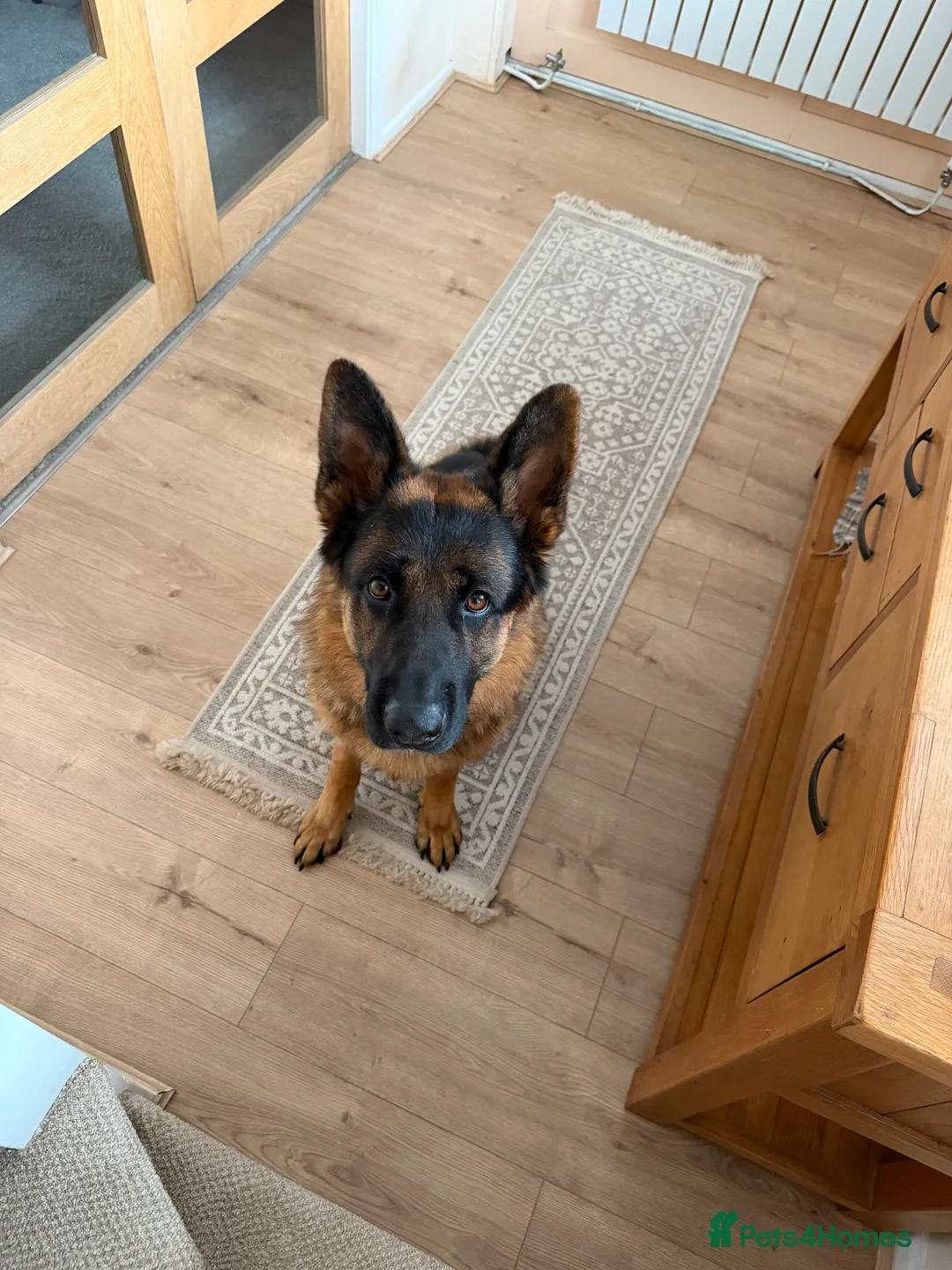 German Shepherd dogs for sale: Bowie in Birmingham - Advert 1