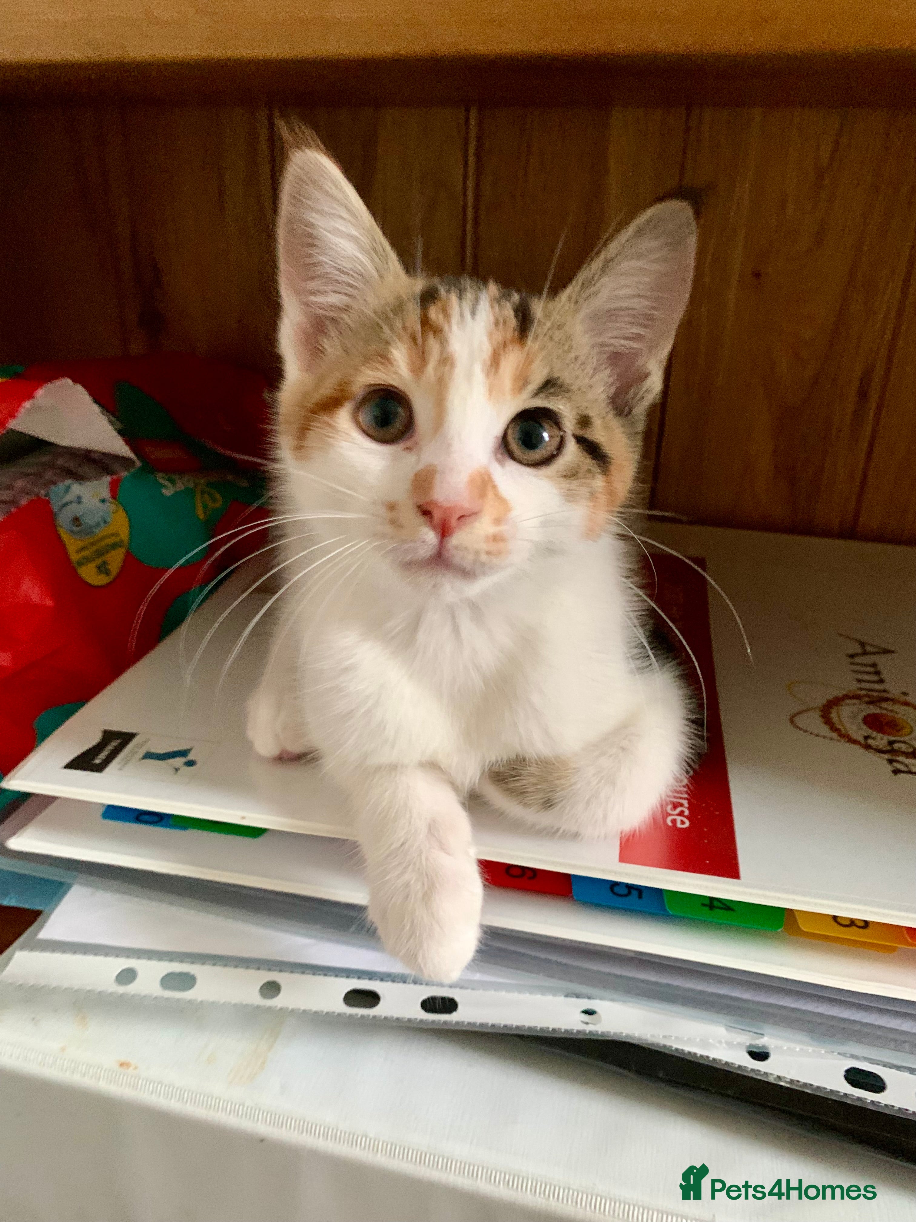 Mixed Breed cats READY TO GO little half Maine Coon kittens  - Advert 17