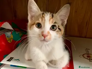 Mixed Breed cats READY TO GO little half Maine Coon kittens - Advert 17