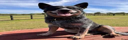 Australian Cattle Dog dogs for sale: Australian Cattle Dog Puppies For Sale - Advert 2