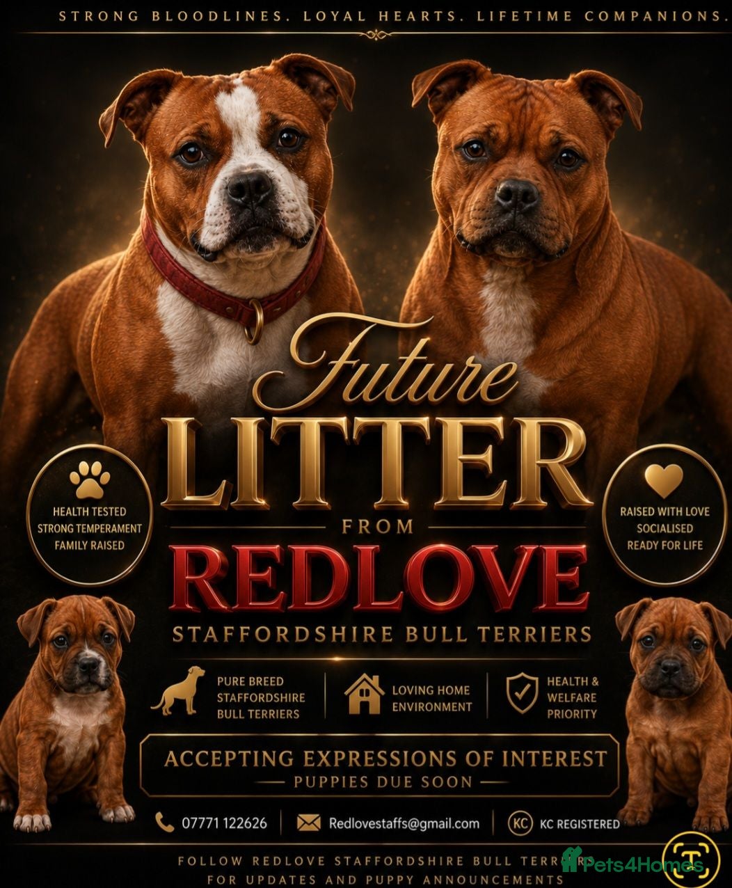 Staffordshire Bull Terrier dogs 🥨Future Red litter.🥨 - Advert 1