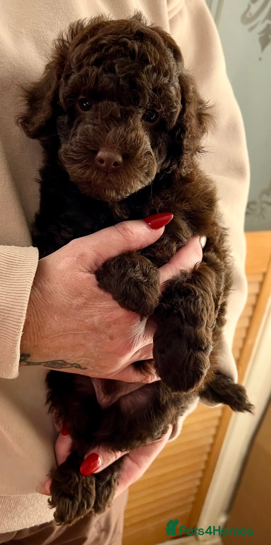 Labradoodle dogs for sale: F1b Labradoodles, Miniature Health tested parents - Advert 11