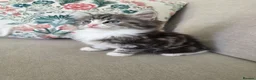 Mixed Breed cats for sale: Half Siberian kittens - ready to leave - Advert 8