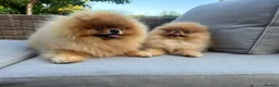 Pomeranian dogs for stud: Pomerian Stud dog Top Top Quality-teddy face boy in Deeside - Advert 2