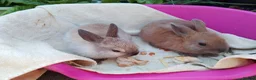 Netherland Dwarf rabbits for sale: Baby Male Netherland Dwarf Rabbits - Advert 5