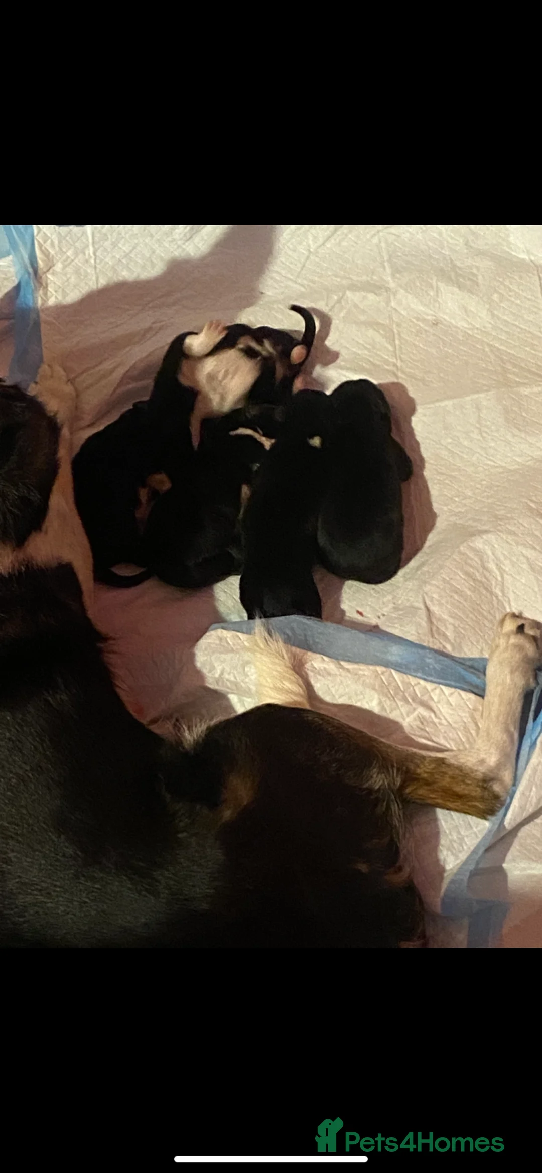 Border Collie dogs for sale: 4 border collie puppies £700! - Advert 13