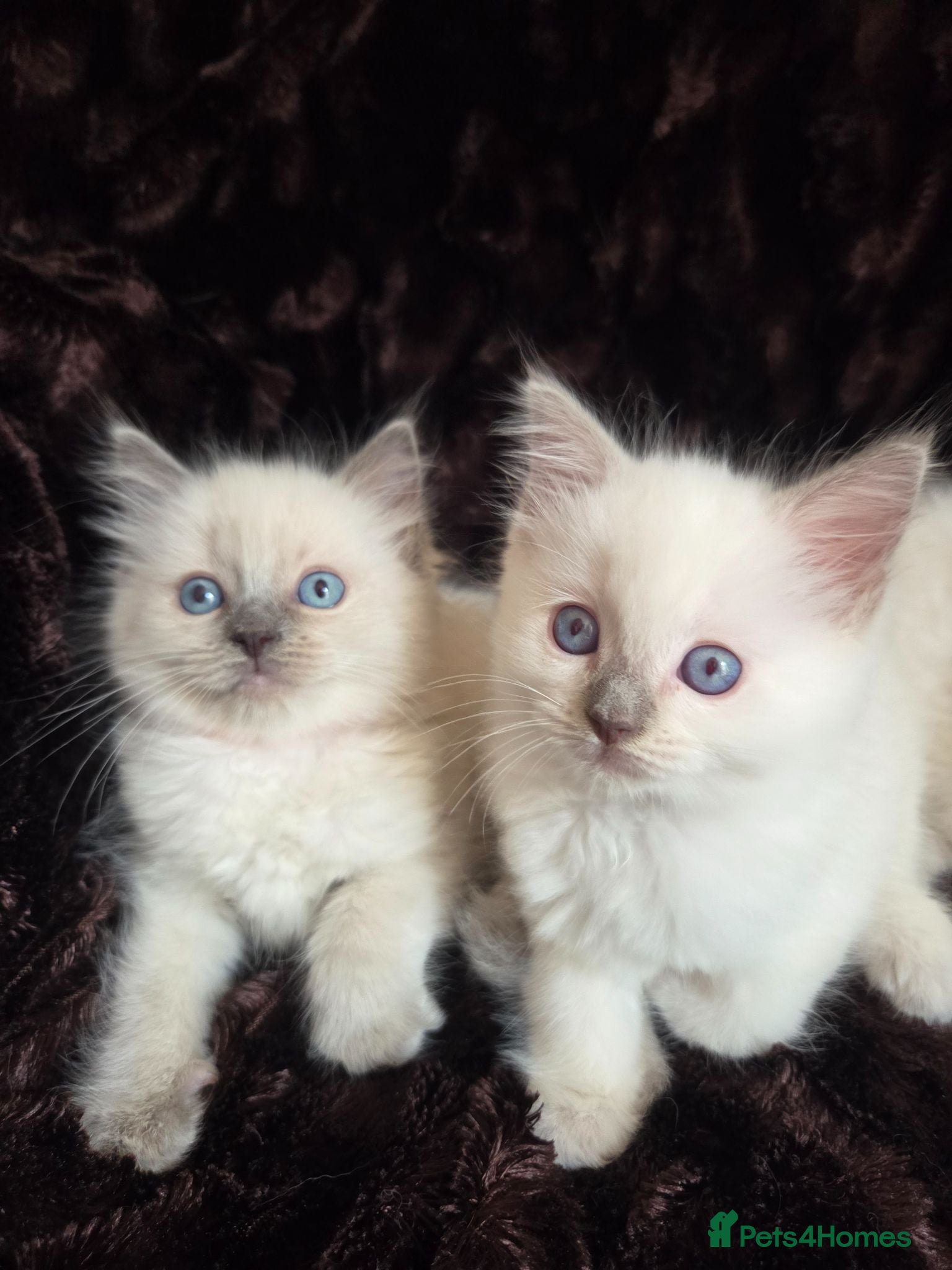 Ragdoll cats 🏆GCCF REG. EXTENSIVELY TESTED RAGDOLL KITTENS 🌟 - Advert 2