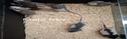 Rat rodents for sale: Baby Dumbo Rat's available, Males & Females  - Advert 16