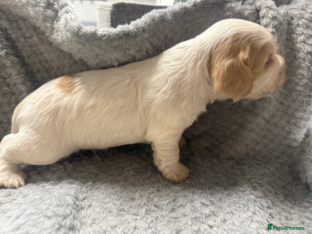 Cocker Spaniel dogs for sale: Last pup Working Cocker Spaniel Puppies! 🐶 in Chatteris - Image 14
