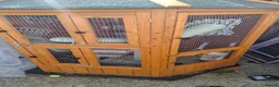 Ferret rodents for sale: Ferrets need forever home  in Letchworth Garden City - Advert 6