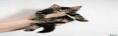 🖤 Nyxion – Male