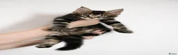 Maine Coon cats for sale: 5 Beautiful Russian Import Kittens TICA - Advert 27