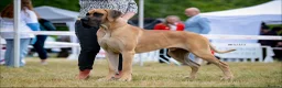 Great Dane dogs for sale: Carefully Planned Litter Reservation List Now Open - Advert 2