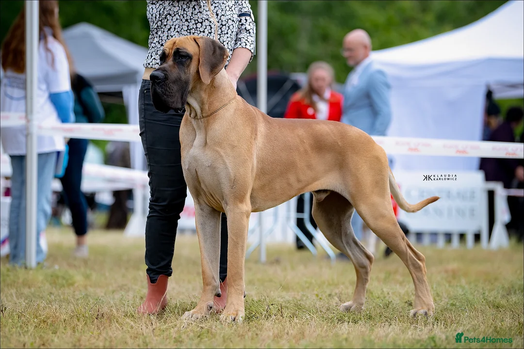 Great Dane dogs for sale: Carefully Planned Litter Reservation List Now Open - Advert 2