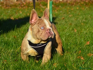 French Bulldog dogs in Spalding - Advert 9