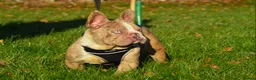 French Bulldog dogs for stud: Isabella merle carrying tan in Spalding - Advert 1