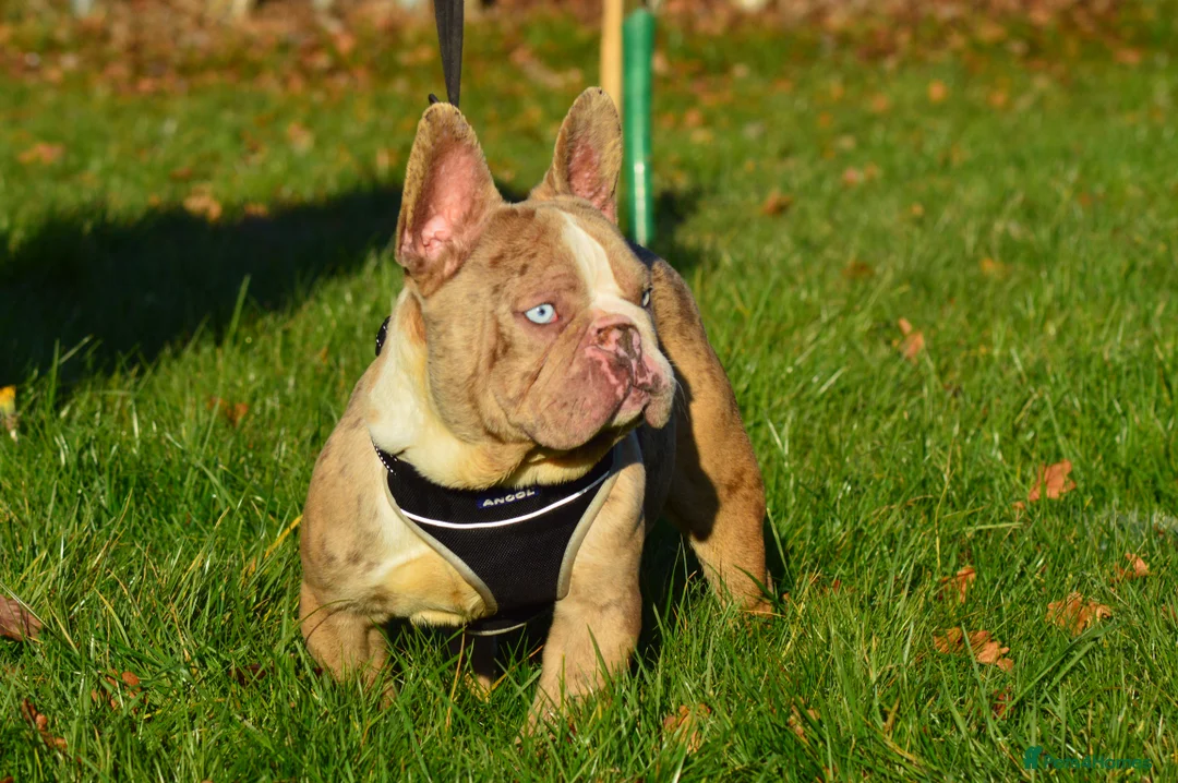 French Bulldog dogs for stud: Isabella merle carrying tan in Spalding - Advert 1